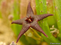 Stapelia baylissii