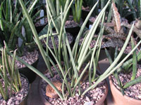 Sansevieria canaliculata