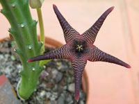 stapelia cedrimontana