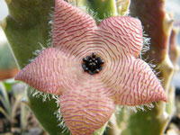 stapelia clavicorona