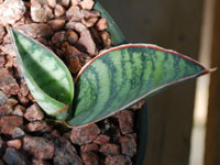 Sansevieria conspicua