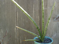 Sansevieria cylindrica