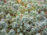 Sedum dasyphyllum