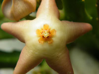 stapelia divaricata