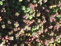 Sedum divergens