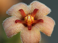 stapelia erectiflora