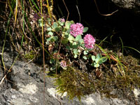 Sedum ewersii