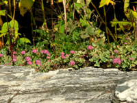 Sedum ewersii