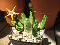 stapelia flavopurpurea