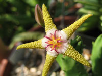 Stapelia flavopurpurea