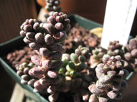 Sedum furfuraceum