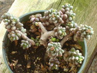 Sedum furfuraceum