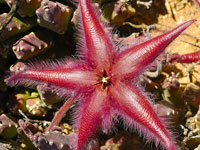 stapelia gariepensis