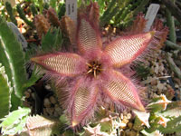 stapelia gettliffei