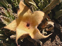 stapelia gigantea