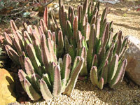 Stapelia grandiflora