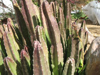 Stapelia grandiflora