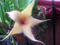 Stapelia gigantea