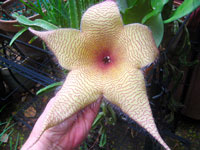 Stapelia gigantea