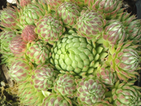 Sempervivum globiferum