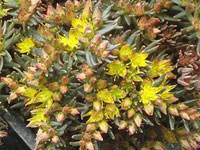 Sedum hakonense