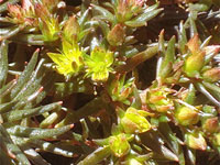 Sedum hakonense