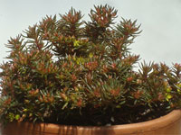 Sedum hakonense