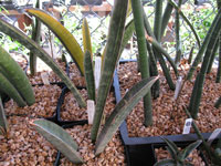 Sansevieria hallii