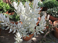 Senecio haworthii