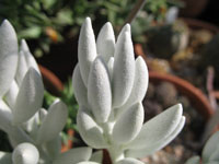 Senecio haworthii