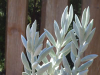 Senecio haworthii