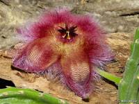 stapelia hirsuta