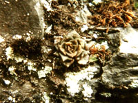 Sinocrassula indica