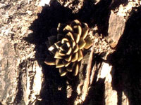 Sinocrassula indica