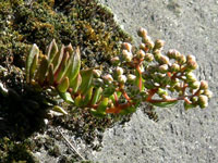 Sinocrassula indica