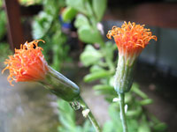 Senecio jacobsenii