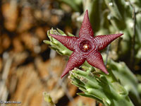 Stapelia kwebensis