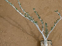 Sesamothamnus lugardii