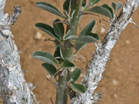 Sesamothamnus lugardii