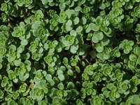 Sedum makinoi