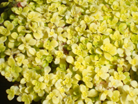 Sedum makinoi