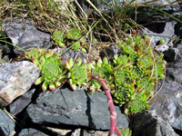 Sempervivum montanum