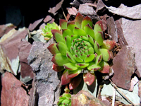 Sempervivum montanum