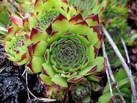 Sempervivum montanum