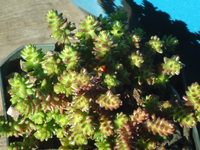 Sedum moranense