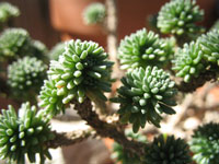 Sedum multiceps