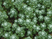 Sedum oaxacanum