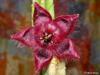 stapelia obducta