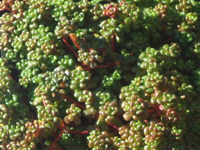 Sedum oreganum