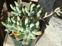 Sedum pachyphyllum